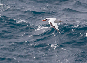 Red-Billed TropicBird, Maria Islands, Saint Lucia.